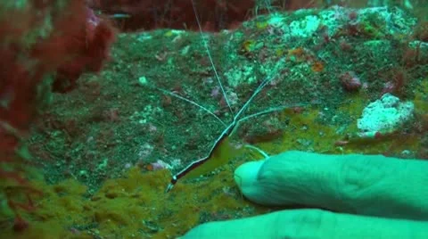 Pacific Cleaner Shrimp Stock Footage 10738009