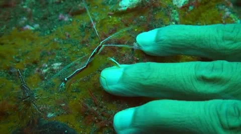 Pacific Cleaner Shrimp Stock Footage 10738012