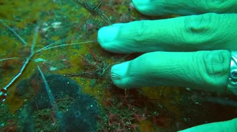 Pacific Cleaner Shrimp Stock Footage 10738018