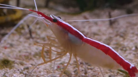 Pacific cleaner shrimp 스톡 동영상 90494574