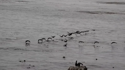 Pacific Coast Cormorants Video stock 106346889