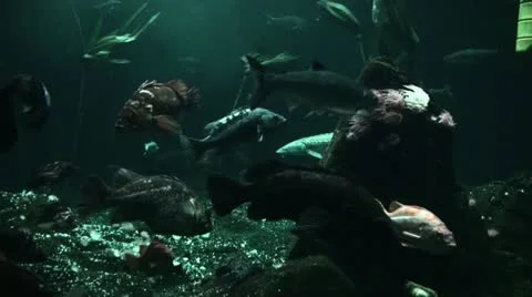 Pacific Coast ocean life Video stock 20276880