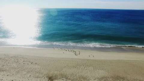 Pacific coast with seagulls on it Stock Footage 78220788