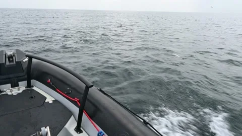 Pacific common dolphins cavorting on surface by small boat Stockbeeldmateriaal 219802623