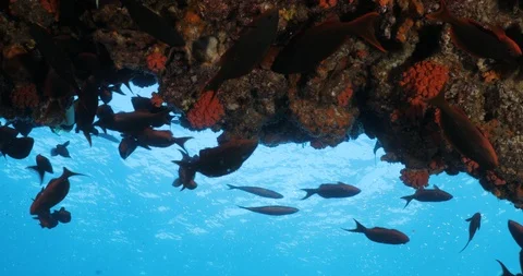 Pacific Creolefish Stock Footage 115103930