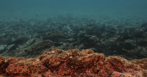 Pacific Creolefish 库存影片 115128070