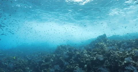 Pacific Creolefish Stockbeeldmateriaal 115291857