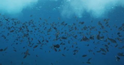 Pacific Creolefish 库存影片 115292107