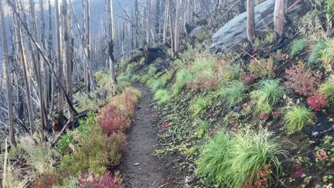 Pacific Crest Trail backpacking through burned forest in Oregon Stock Footage 329457740