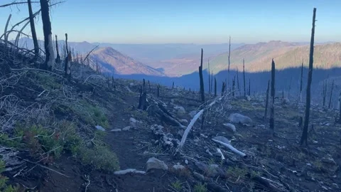 Pacific Crest Trail burned forest Oregon near Mount Jefferson Stock Footage 329457493