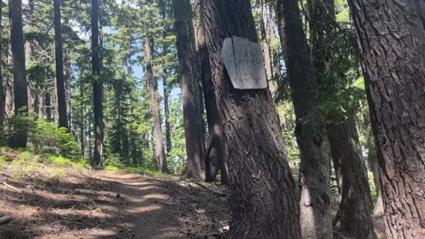 Pacific Crest Trail entering the Mount Thielsen Wilderness in Oregon Video stock 164253797