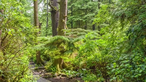 Pacific Crest Trail Section 4K Aerial Footage of Iconic 2,650-Mile Long-Distan Stock Footage 309315206