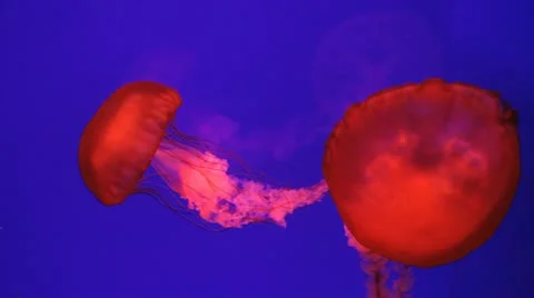  Pacific deep ocean sea nettle Jellyfish Stock Footage 10817234