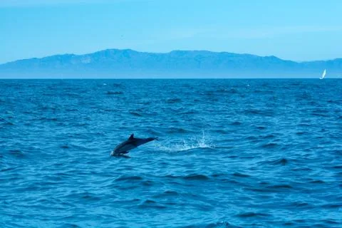 Pacific Dolphin Stock Photos