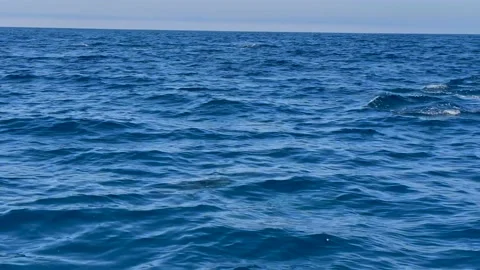 Pacific Dolphins jumping in Orange County Stock Footage 156974114