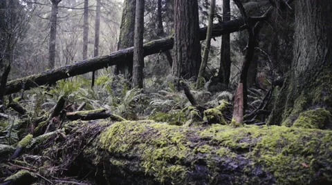 Pacific Forest Stock Footage 62606302