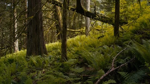 Pacific Forest Moss and Trees Stock Footage 89925699