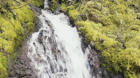 Pacific Forest waterfall Stock Footage 62608117