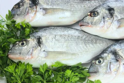 Pacific fresh fish background Stock Photos