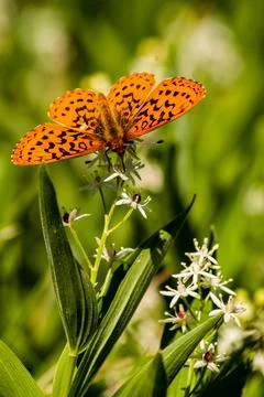 Pacific Fritillary Stock Photos
