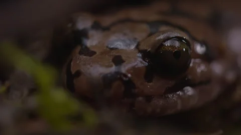Pacific Giant Salamander face Stock Footage 246084380