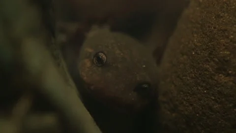 Pacific Giant Salamander Stock Footage 246082287