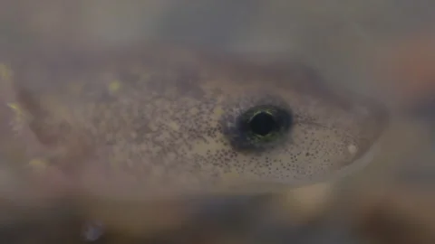Pacific Giant Salamander Stock Footage 246084898