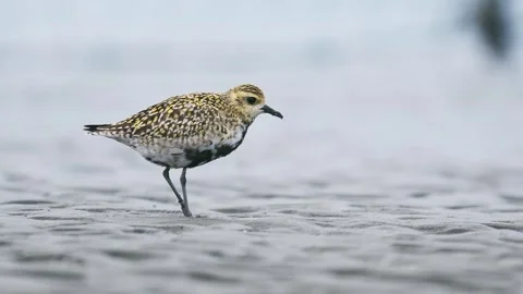 Pacific Golden Plover foraging on a tidal flat Stock Footage 338172811