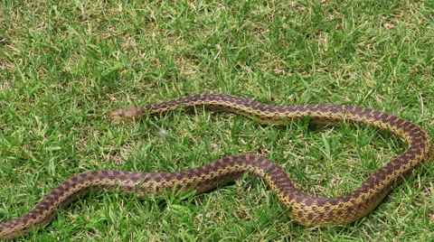 Pacific Gopher Snake In Grass Slithering. 4k Stock-Footage 52877242