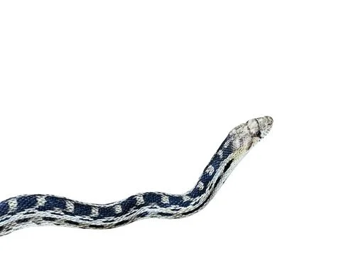 Pacific Gopher Snake Isolated Stock Photos