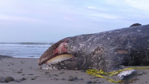 Pacific Gray Whale washed ashore Stock-Footage 106837441