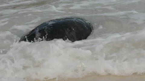 Pacific Green Turtle female returning to ocean Vidéo 64826015