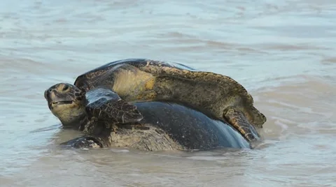 Pacific Green Turtle mating in surf Stock Footage 64826029