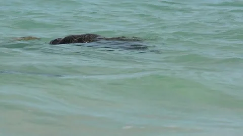 Pacific Green Turtles mating in surf Stock Footage 64826026
