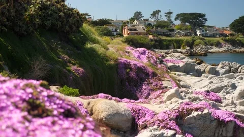 Pacific grove flower bloom Stock Footage 142174504