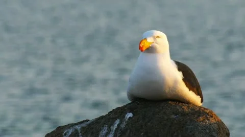 Pacific gull Stock Footage 12358017