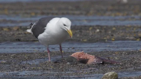 The Pacific Gull 스톡 동영상 77662480