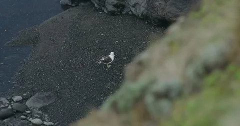 Pacific Gull (Larus pacificus) Praying Stock Footage 340469375