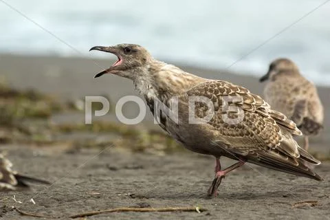 Pacific Gull shows aggression on ocean Stock Photos
