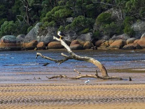 Pacific gull on watch - Wilsons Promontory Pacific gull on a dead branch a... Stock Photos