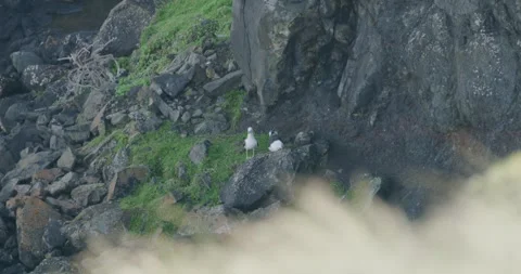Pacific Gulls (Larus pacificus) On Rocks Stock Footage 340470010