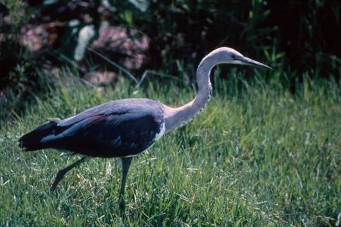 Pacific Heron (Ardea pacifica)  AKA White necked Heron Stock Photos