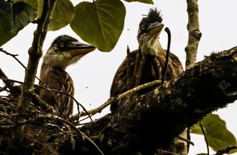 Pacific Heron Chicks Foto stock