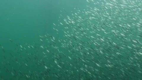 Pacific Herring school in the cold waters of the Pacific Northwest in Canada. Vidéo 299999780