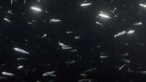 Pacific Herring in shallow waters in the Pacific Northwest in Canada. Vidéo 297031124