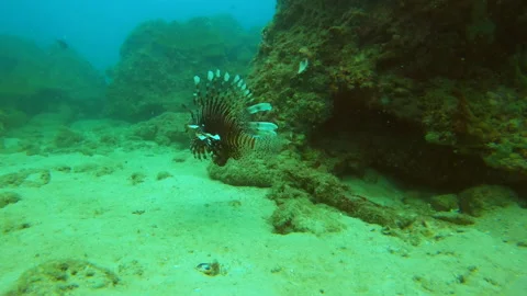 Pacific Lionfish Stock Footage 139728356