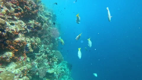 Pacific longnose parrotfish excrete digested coral as sand on a coral reef. Stock Footage 305234679