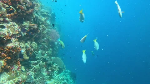Pacific longnose parrotfish excrete digested coral as sand. Stock Footage 305234843