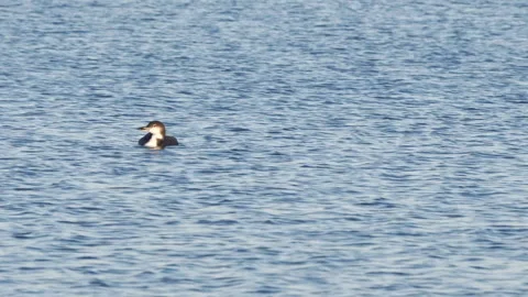 Pacific Loon in Lake Simcoe Stock-Footage 255801298