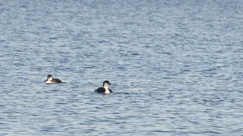 Pacific Loons Non Breeding Pair Stock Footage 256323400